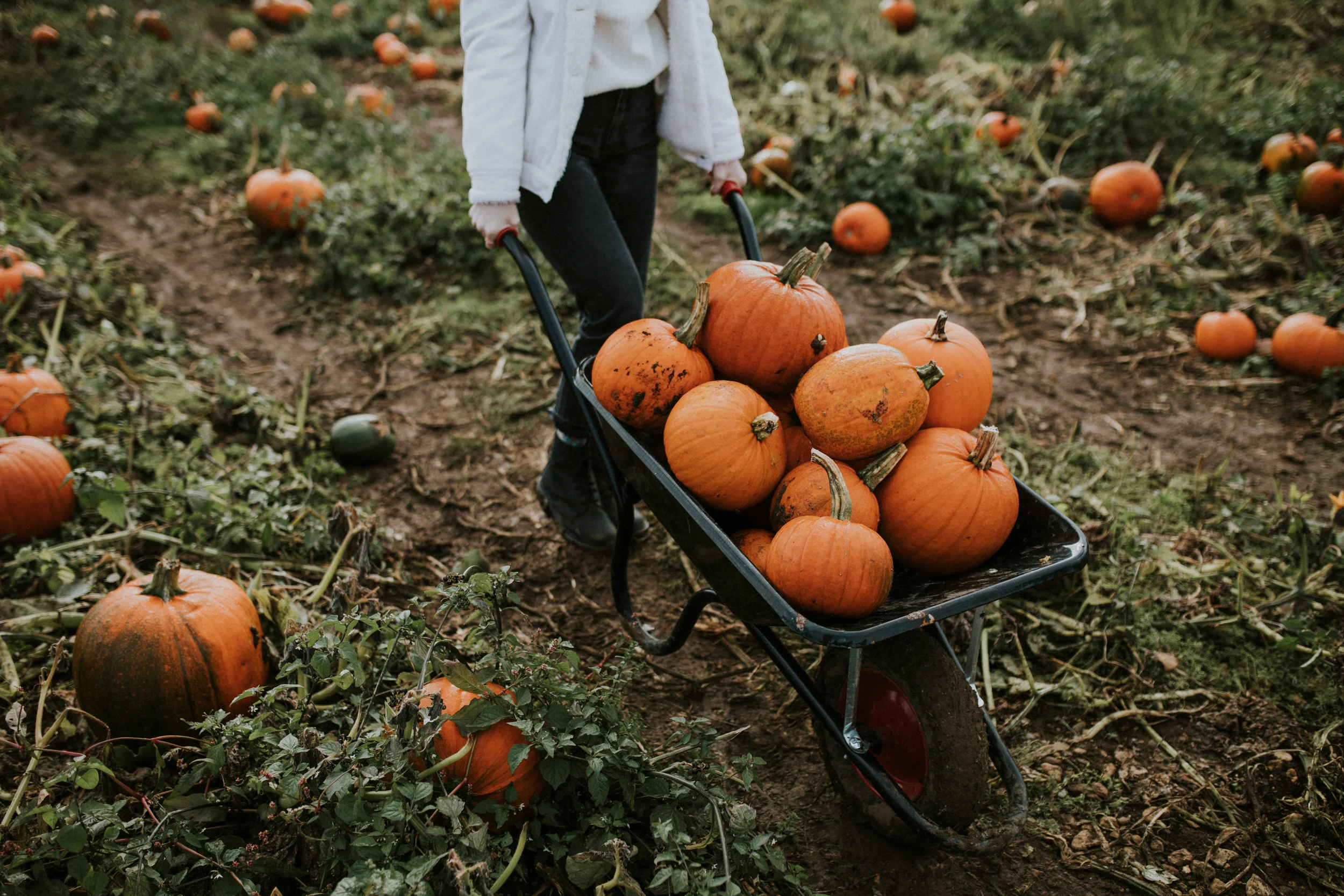 pumpkin patch in louisville kentucky