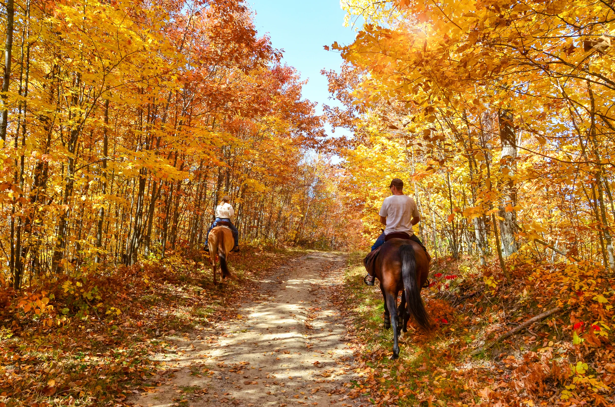 two people riding horses amongst the fall leaves in kentucky