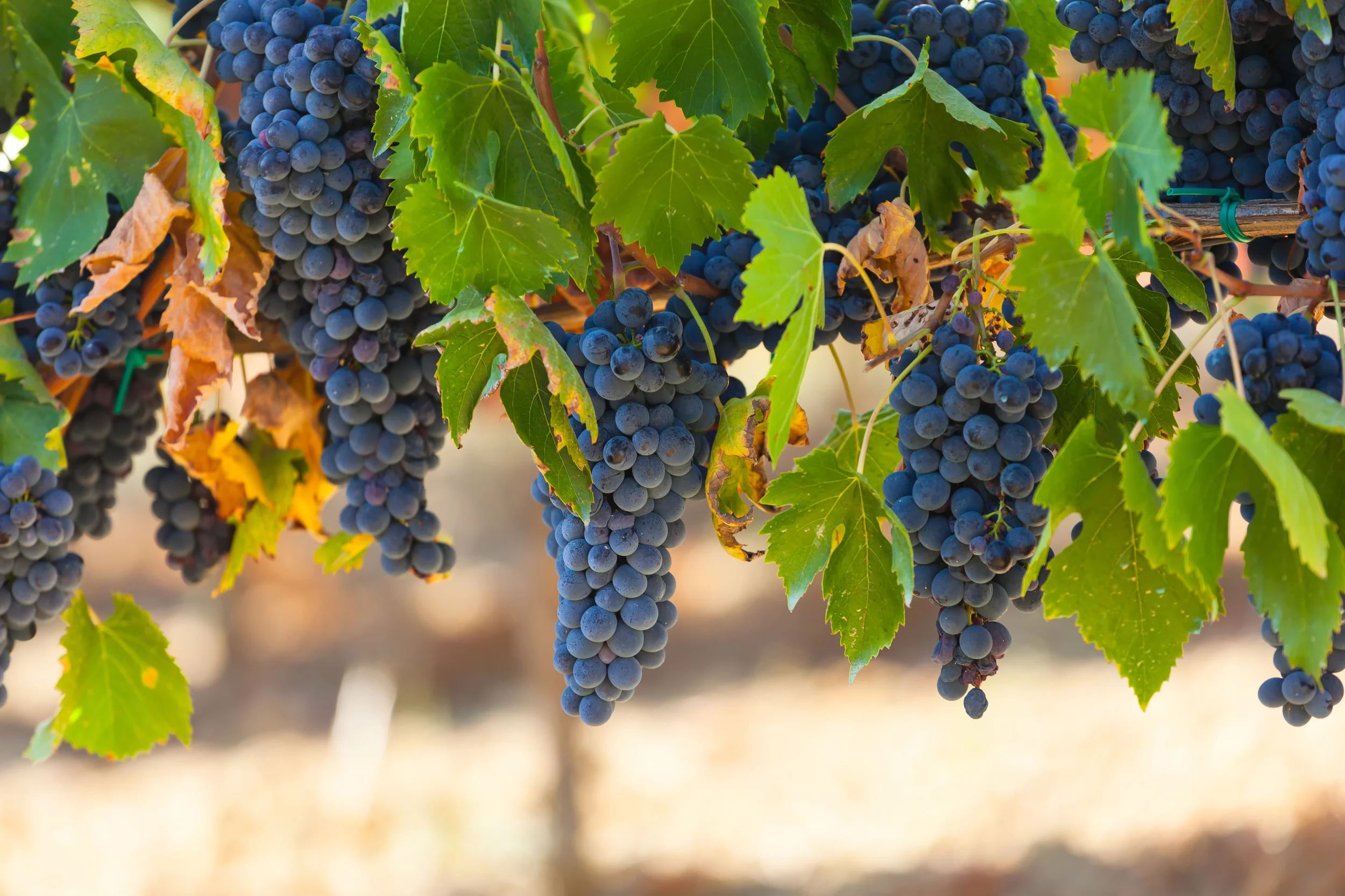 grapes found in a vineyard in kentucky