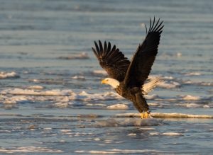 Eagle on water
